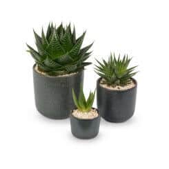 Succulents & cacti