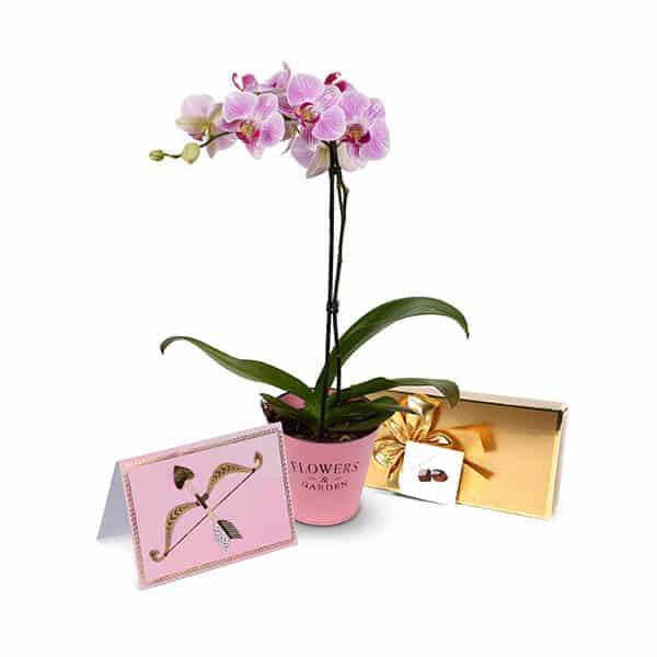 orchid-deal