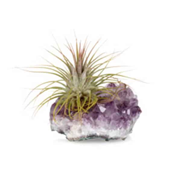 Air plants